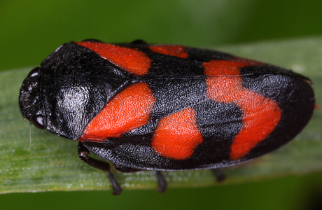 Gemeine Blutzikade (Cercopis vulnerata) - © Gernot Kunz